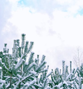  Karla kaplı ağaçlarla donuk kış ormanı.