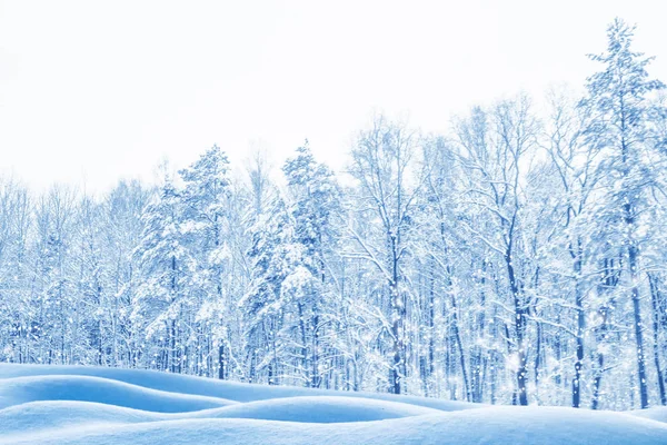 Gefrorener Winterwald mit schneebedeckten Bäumen. — Stockfoto