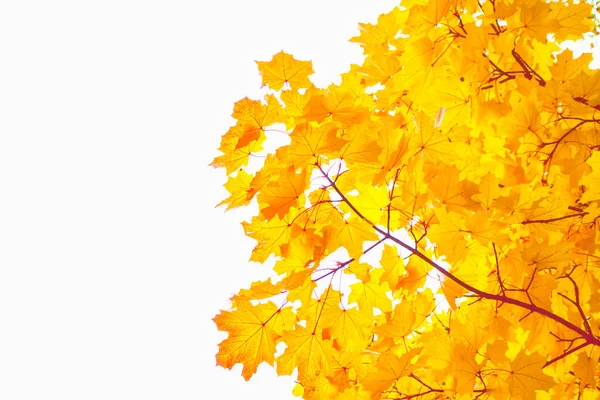 Helles Herbst Ahornblatt Auf Weißem Hintergrund — Stockfoto