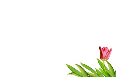 bahar çiçekleri beyaz arkaplanda izole laleler