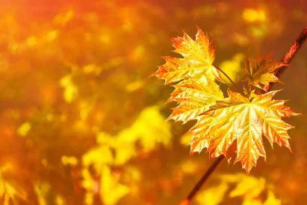 Höstlandskap Med Ljusa Färgglada Lämnar Indian Summer — Stockfoto