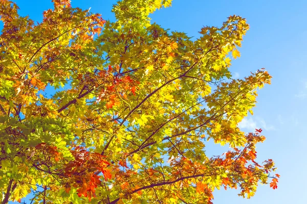 Paisaje Otoño Con Hojas Colores Brillantes Verano Indio — Foto de Stock