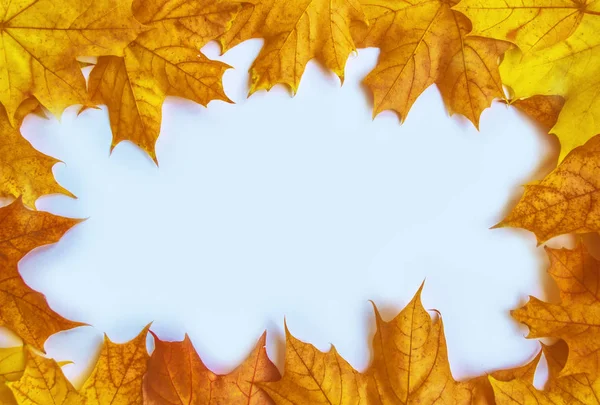 Světlé Barevné Podzimní Listí Babí Léto — Stock fotografie