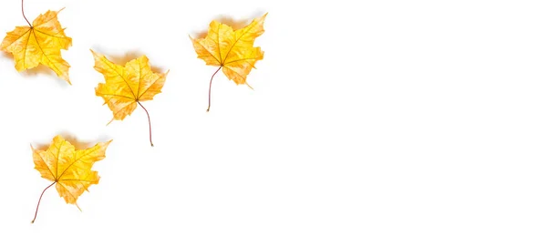 色彩艳丽的秋天树叶在白色的背景上与世隔绝 — 图库照片