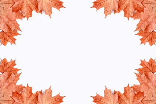 Bright Autumn Maple Leaf White Background — Stock Photo, Image