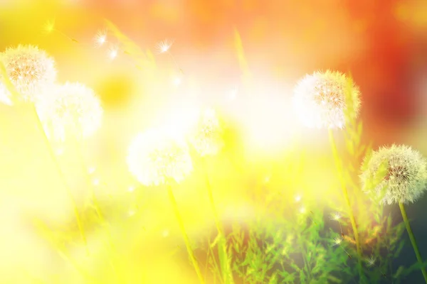 Fluffy Dandelion Flower Background Summer Landscape — Stock Photo, Image