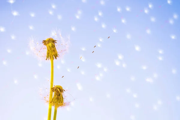 Пушистый Цветок Одуванчика Фоне Летнего Пейзажа — стоковое фото