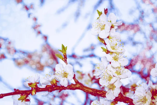 Blossoming Branch Cherry Bright Colorful Spring Flowers Beautiful Nature Scene — Stock Photo, Image