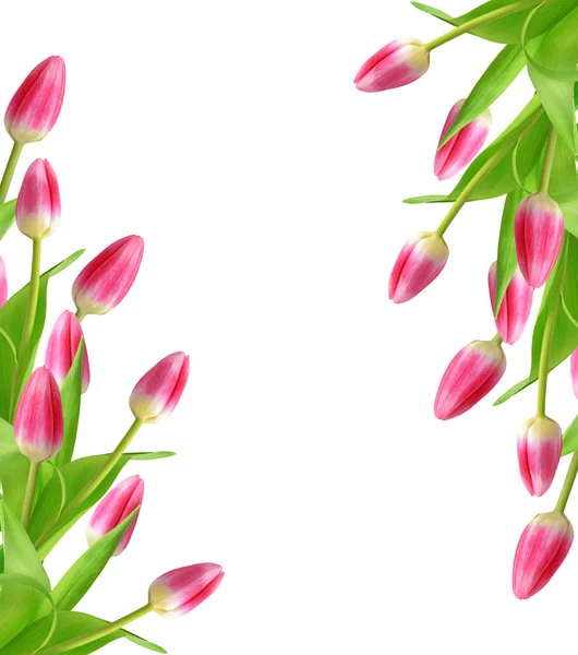 Весенние Цветы Тюльпаны Изолированы Белом Фоне — стоковое фото