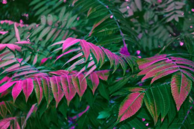 sonbahar manzara ile parlak renkli yaprak. Pastırma yazı.