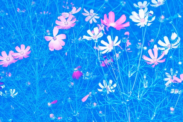Барвисті Квіти Космосу Тлі Літнього Пейзажу — стокове фото