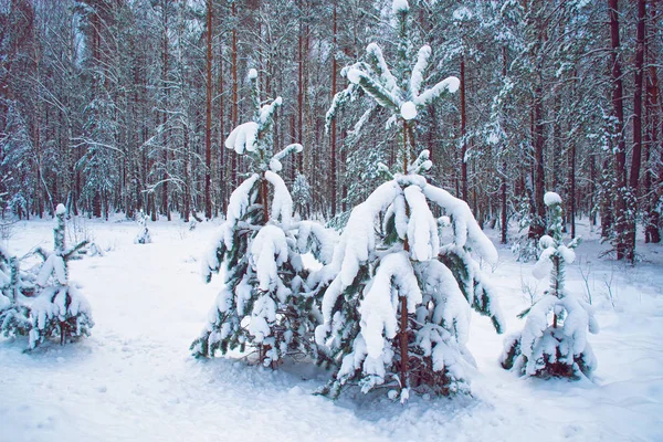 Bosque Invierno Congelado Con Árboles Cubiertos Nieve — Foto de Stock