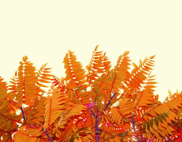 Paysage Automne Avec Des Feuilles Colorées Lumineuses Été Indien — Photo