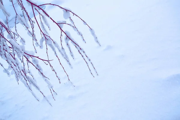 Forêt Hiver Gelée Avec Arbres Enneigés — Photo