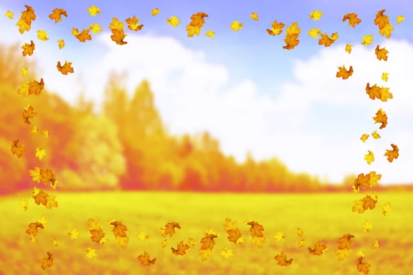 Herbstlandschaft Mit Leuchtend Bunten Blättern Indischer Sommer — Stockfoto