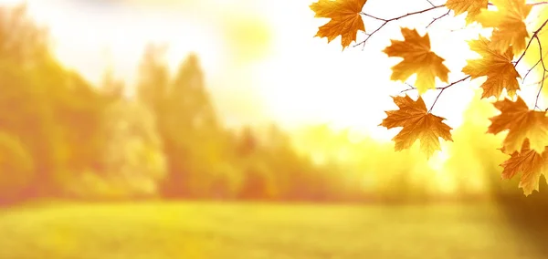 Paisaje Otoño Con Hojas Colores Brillantes Verano Indio — Foto de Stock