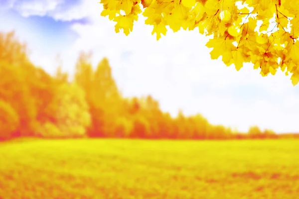 Осенний Пейзаж Яркими Красочными Листьями Индийское Лето — стоковое фото