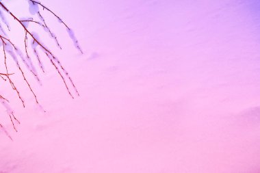 Karla kaplı ağaçlarla donuk kış ormanı.