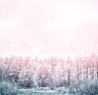 Karla kaplı ağaçlarla donuk kış ormanı.