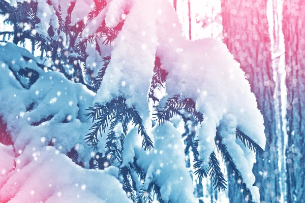 Fryst Vinterskog Med Snötäckta Träd — Stockfoto