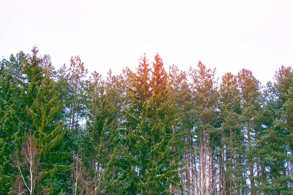 Karla Kaplı Ağaçlarla Donuk Kış Ormanı — Stok fotoğraf