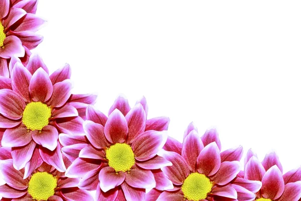 Bunte Herbstblumen Der Chrysantheme Auf Weißem Hintergrund — Stockfoto