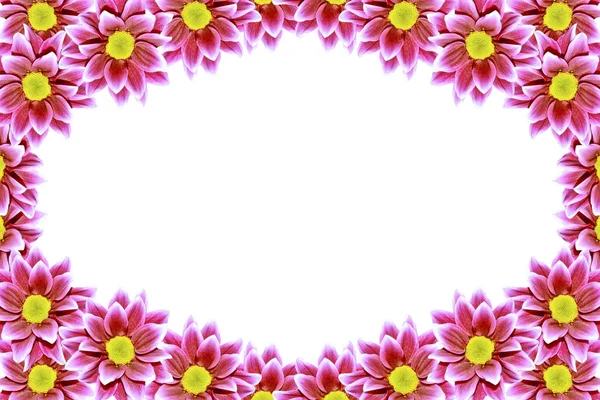 Coloridas Flores Otoñales Crisantemo Sobre Fondo Blanco — Foto de Stock