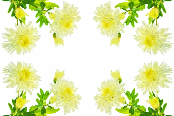 Bunte Herbstblumen Der Chrysantheme Auf Weißem Hintergrund — Stockfoto