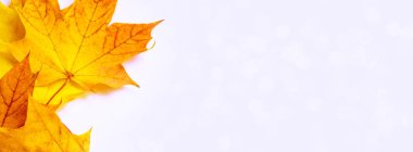 Beyaz arkaplanda parlak sonbahar akçaağaç yaprağı.