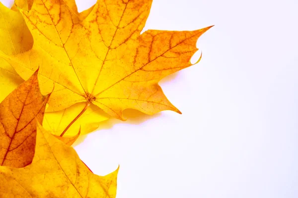 Světlé Podzimní Javorový List Bílém Pozadí — Stock fotografie