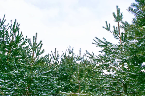 Fryst Vinterskog Med Snötäckta Träd — Stockfoto