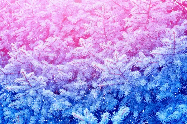 Borrão Floresta Inverno Congelada Com Árvores Cobertas Neve — Fotografia de Stock