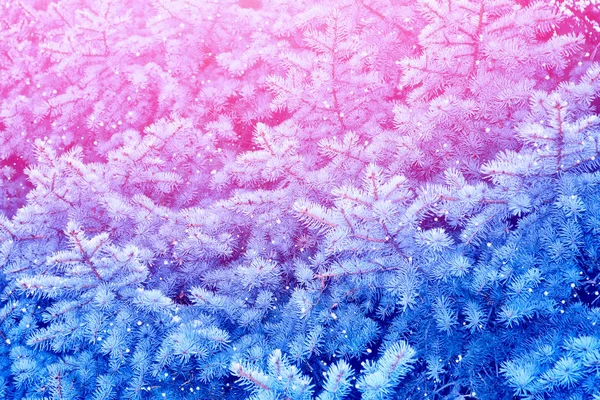 Flou Forêt Hiver Gelée Avec Arbres Enneigés — Photo