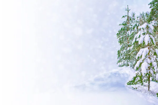 Bevroren Winterbos Met Besneeuwde Bomen — Stockfoto