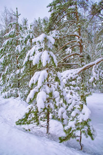 冰雪覆盖的冬季森林 — 图库照片