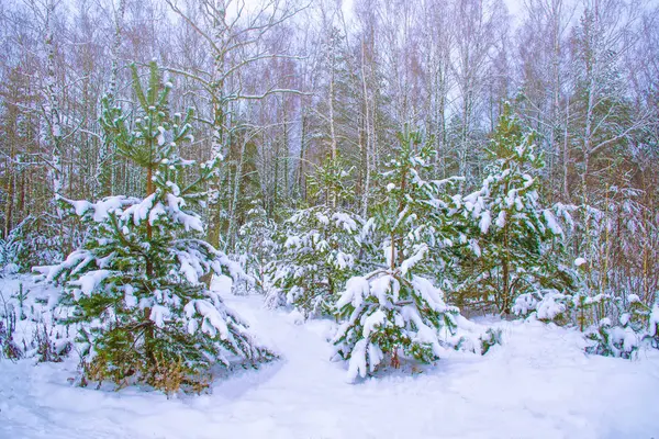Mrożony Las Zimowy Pokrytymi Śniegiem Drzewami — Zdjęcie stockowe