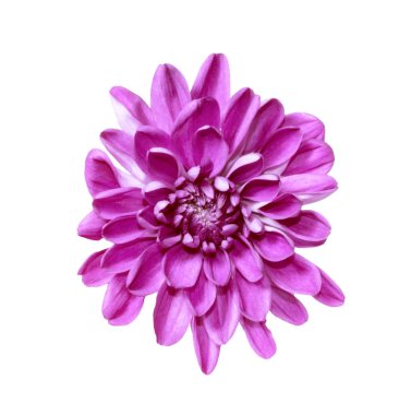 Krizantem beyaz bir arka plan üzerinde renkli sonbahar çiçekler.