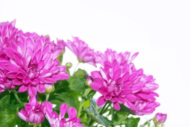 Krizantem beyaz bir arka plan üzerinde renkli sonbahar çiçekler.