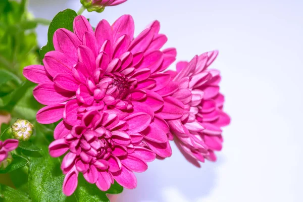 Coloridas Flores Crisantemo Sobre Fondo Del Paisaje Otoñal —  Fotos de Stock