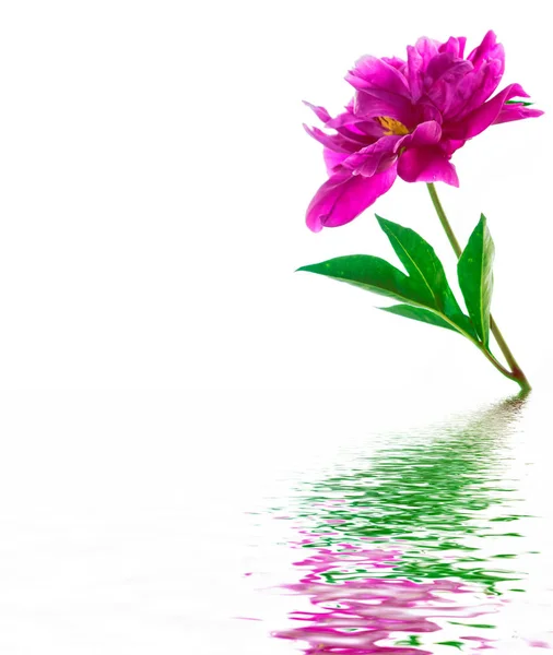 Красочный Яркий Цветок Пион Изолирован Белом Фоне — стоковое фото