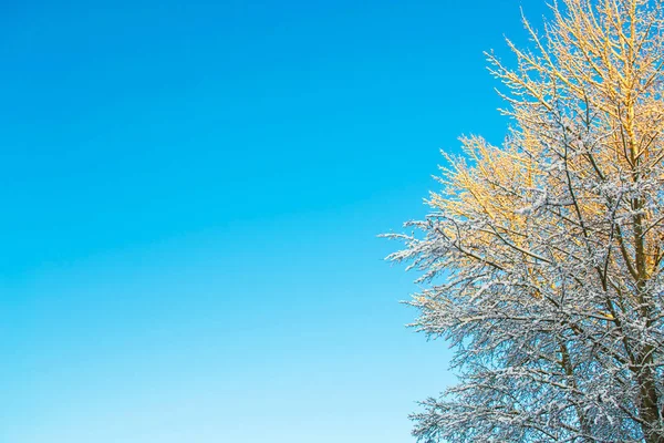 Bosque Invierno Congelado Con Árboles Cubiertos Nieve —  Fotos de Stock