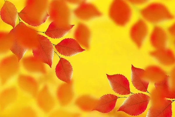 Φθινοπωρινό Τοπίο Φωτεινά Χρωματιστά Φύλλα Ινδιάνικο Καλοκαίρι — Φωτογραφία Αρχείου