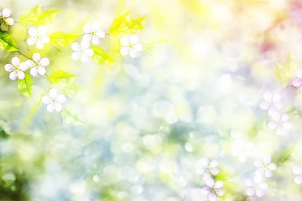 Цветущее Яблоко Яркие Цветущие Весенние Цветы — стоковое фото