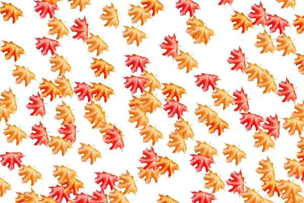 Jasné Barevné Podzimní Listí Izolované Bílém Pozadí — Stock fotografie