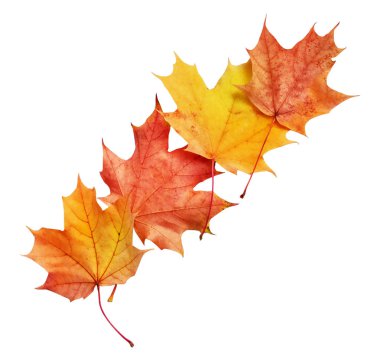 Beyaz arkaplanda parlak sonbahar akçaağaç yaprağı.