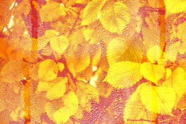 sonbahar manzara ile parlak renkli yaprak. Pastırma yazı.