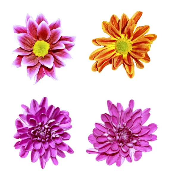 Färgglad Höst Blommor Krysantemum Vit Bakgrund — Stockfoto