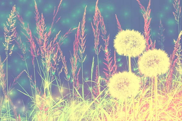 Пушистый Цветок Одуванчика Фоне Летнего Пейзажа — стоковое фото