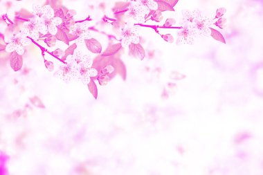 Çiçek açması şube elma. 