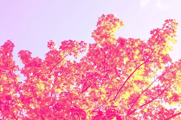 Sonbahar manzara parlak renkli yeşillik ile. Pastırma yazı. — Stok fotoğraf
